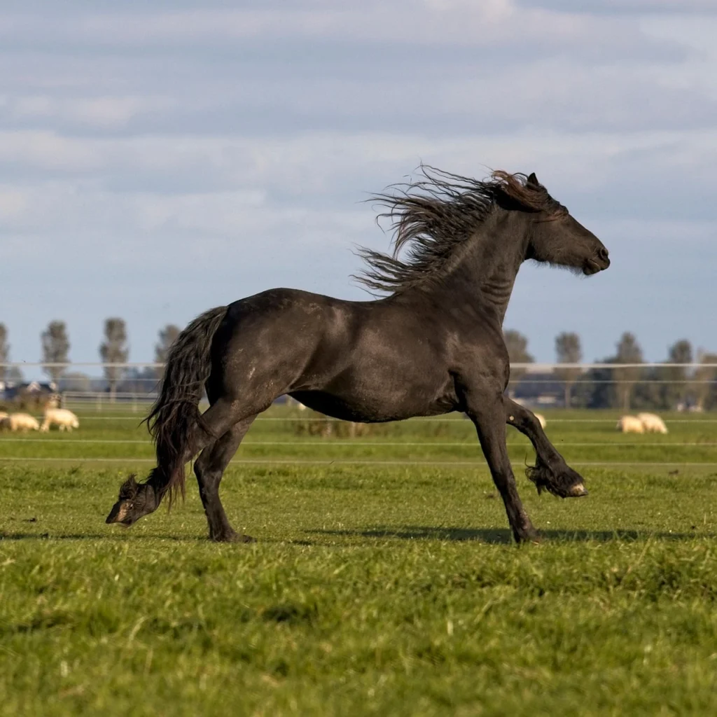 Ras Kuda Friesian
