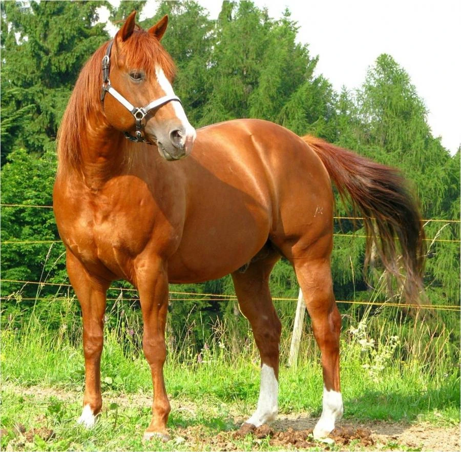 Ras Kuda Quarter Horse