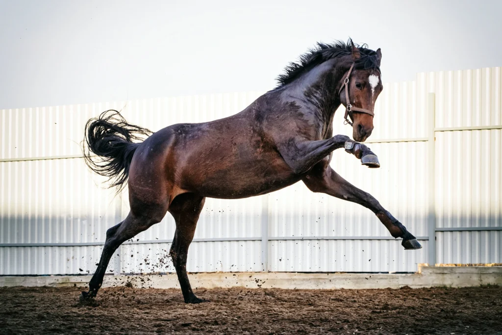 Ras Kuda Thoroughbred