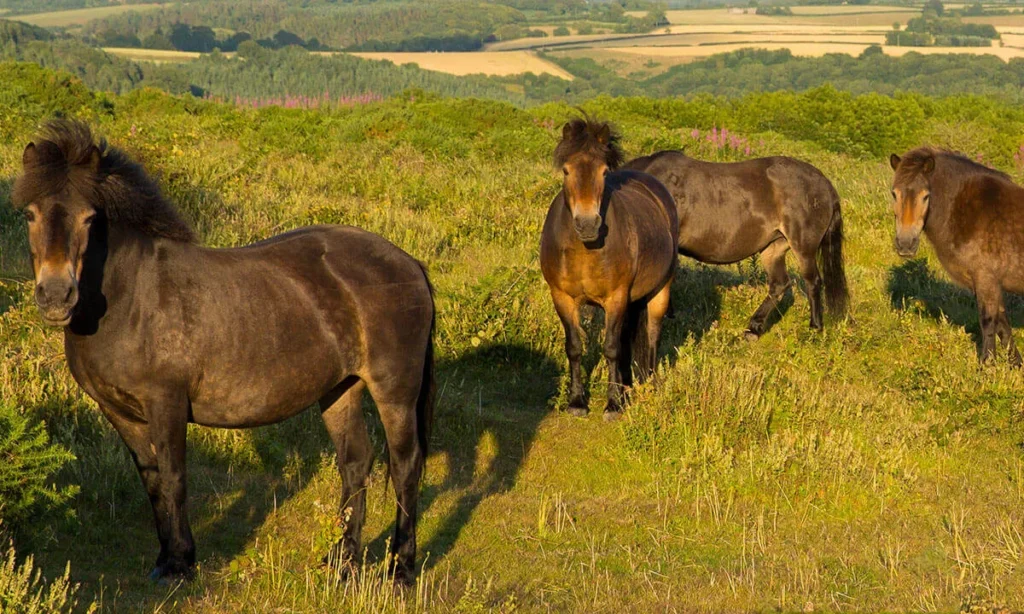 exmoor pony