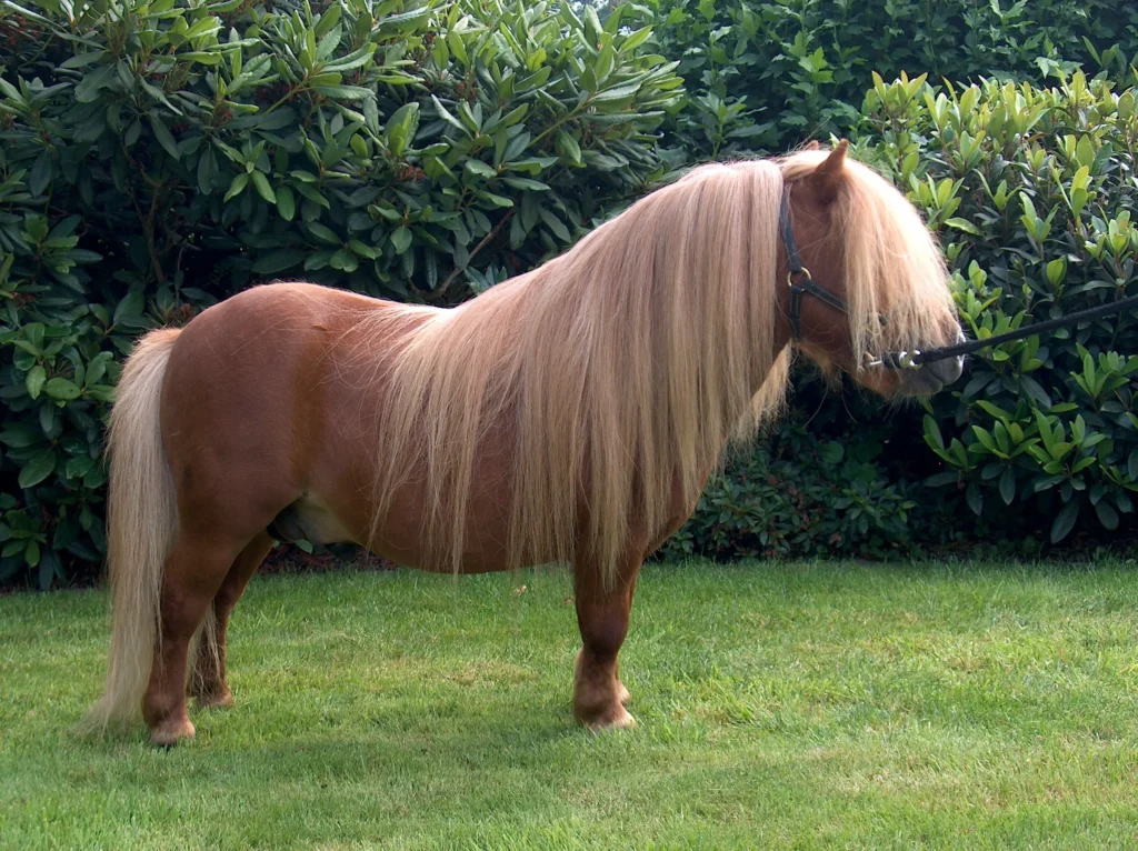 kuda poni