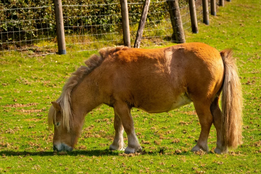 shetland pony