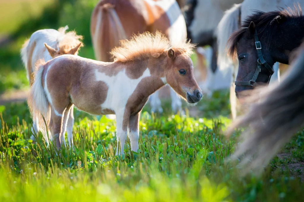 kuda poni miniature