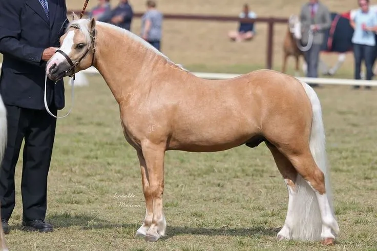 welsh pony